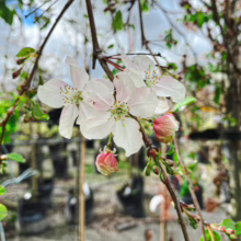 Close-up of delicate white crabapple blossoms with pink buds on a branch. Nursery trees in black pots are blurred in the background, hinting at spring planting.