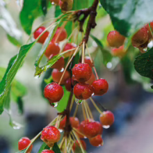 Clusters of vibrant red crabapples glisten with raindrops on a tree branch, with lush green leaves adding a fresh, natural feel.
