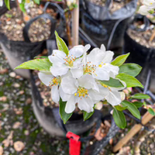 Close-up of white apple blossoms with bright yellow stamens, surrounded by green leaves. Young apple trees in black grow bags are visible in the background.