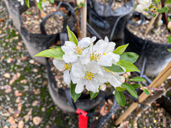 <i>Malus toringo</i> 'Snowbright' - Image 3