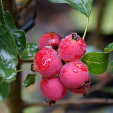 Cluster of vibrant red crabapples glistening with raindrops, surrounded by glossy green leaves. Close-up of the fruit on the tree, showcasing their fresh, jewel-toned color.