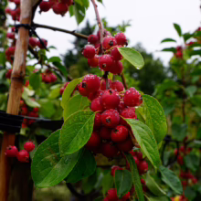 Cluster of vibrant red crabapples, glistening with raindrops, hangs from a branch with green leaves. The fruit is densely packed, creating a striking contrast against the foliage and overcast sky.