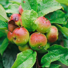Cluster of ripe crabapples on a branch, glistening with raindrops. The small apples display a gradient of green to red, surrounded by lush green leaves, capturing the essence of an autumn harvest.
