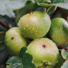 Close-up of unripe green apples on a tree branch, covered in glistening raindrops. Fresh, natural, and waiting to ripen.