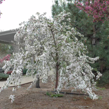 Weeping crabapple tree in full bloom, cascading white flowers. A gravel path and modern pergola are visible in the background, with pink flowering trees adding color to the landscape.