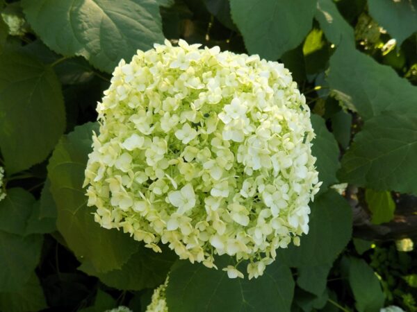 <i>Hydrangea arborescens</i> 'Annabelle'