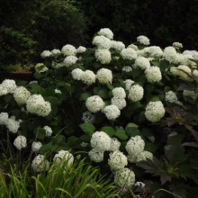 Hydrangea arborescens ‘Annabelle’ shrub with large, rounded clusters of creamy white flowers and lush green foliage in a garden setting.