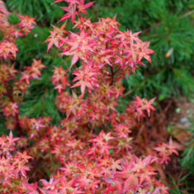 Acer palmatum ‘Beni-hime’ with vibrant red star-shaped leaves, creating a striking focal point in a garden setting