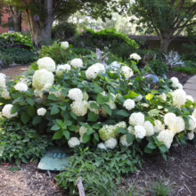 Hydrangea arborescens 'Annabelle' bush overflowing with large, round, white flower heads and vibrant green leaves in a lush garden setting.