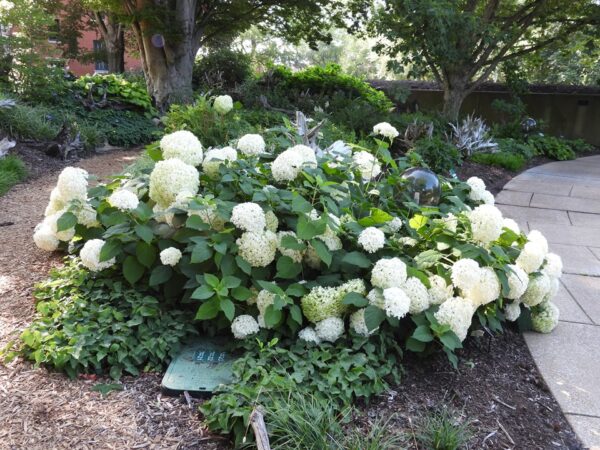 <i>Hydrangea arborescens</i> 'Annabelle' - Image 3