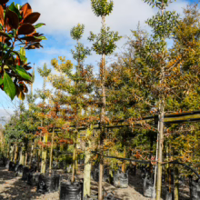 Young Agathis australis (Kauri) trees in black grow bags, staked for support in a nursery. Awaiting planting for a lush landscape.