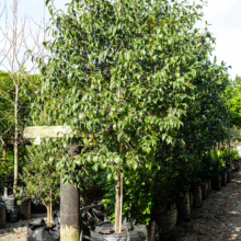Lush Alnus jorullensis tree in a black grow bag, showcasing its dense green foliage, ready for planting