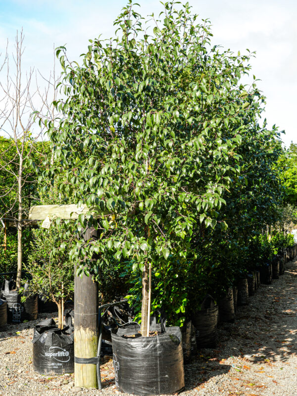 160L Alnus jorullensis (Everegreen Alder) July 2025 at Leafland