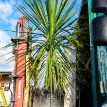 Cordyline australis (Cabbage Tree) in a black grow bag, ready for planting. Tall, spiky green leaves against a blue sky, transported by Komatsu machinery.