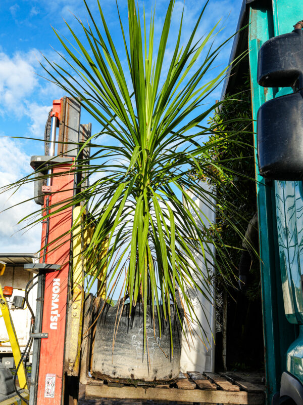 160L Cordyline australis (Cabbage Tree) at Leafland July 25