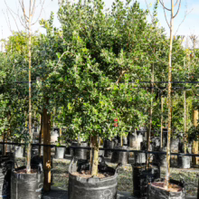 Pōhutukawa tree (Metrosideros excelsa) in a black grow bag, showcasing dense green foliage. Ready for planting.