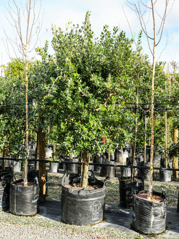 160L Metrosideros excelsa (Pōhutukawa) July 2025 at Leafland