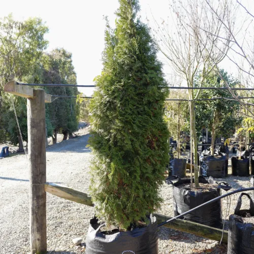 A tall, conical evergreen tree, likely a Michelia 'Fairy White', in a large black fabric pot at an outdoor nursery.