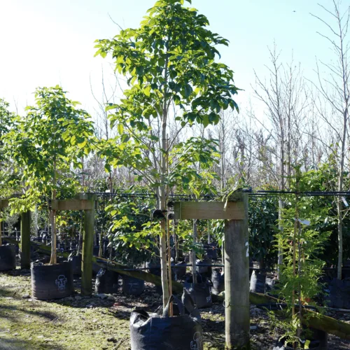 A young Michelia 'Fairy White' tree with lush green leaves, potted in a black grow bag and displayed outdoors at a nursery.