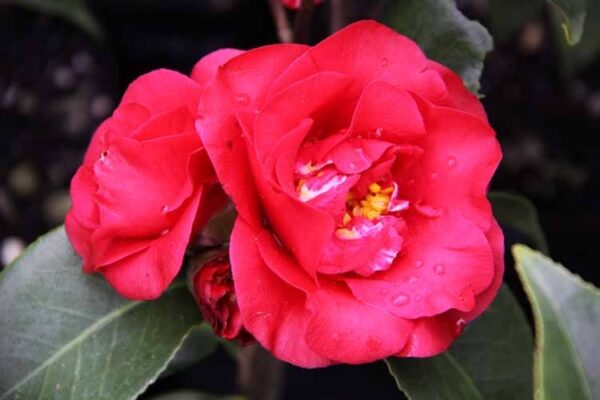 <i>Camellia japonica</i> 'Midnight' - Image 3