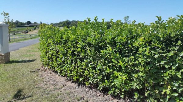 <i>Viburnum odoratissimum</i> 'Dense Fence'