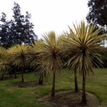 Cordyline australis 'Albertii' plants with striking yellow-striped leaves, adding a tropical touch to the garden landscape.