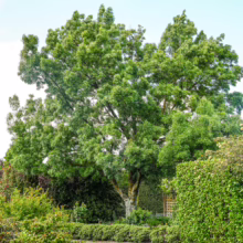 Fraxinus angustifolia subsp. oxycarpa 'Raywood' tree with lush green foliage, showcasing its broad, rounded crown and sturdy trunk in a garden setting.