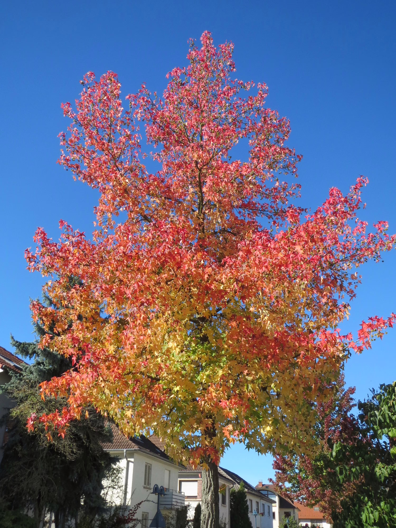 Liquidambar styraciflua tree ablaze with autumn colors: leaves transition from green to yellow to vibrant red against a clear blue sky.
