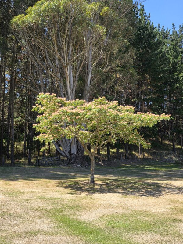 <i>Albizia julibrissin</i> 'Rosea' - Image 2