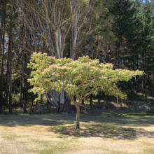 Albizia julibrissin 'Rosea' tree in bloom, showcasing its delicate pink flowers against a backdrop of mature trees and a grassy field.