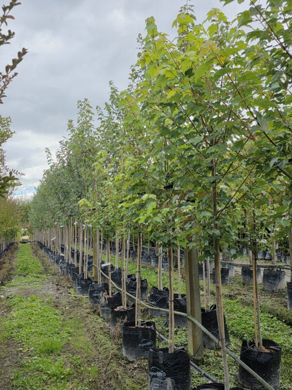 Acer rubrum 'Jeffersred' - Image 3