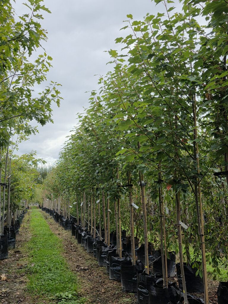 20250313 160845 1 - Leafland
