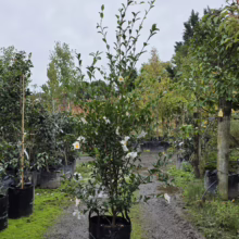 Camellia sasanqua 'Setsugekka' in pot, showcasing white flowers with yellow centers and lush green foliage.