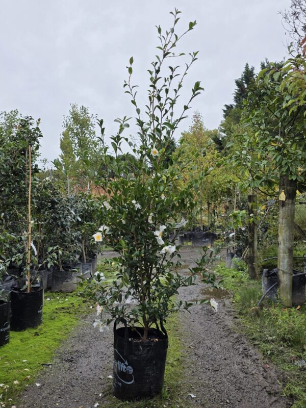 25L Camellia sasanqua 'Setsugekka' (Camellia) April 25