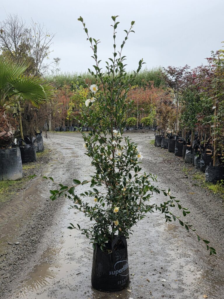 25L Camellia sasanqua 'Setsugekka' (Camellia) April 25