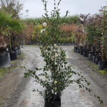 Camellia sasanqua 'Setsugekka' in a black pot, showcasing white flowers and green leaves. Tall, slender plant with upright growth habit.