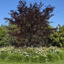 Fagus sylvatica 'Purpurea' tree with deep red leaves, surrounded by a ring of blooming white flowers in a green lawn.