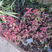 Pseudowintera colorata 'Red Leopard' shrub with vibrant red and green variegated leaves, growing beside a brick path in a garden setting.