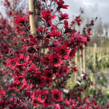 Leptospermum scoparium 'Electric Red' ablaze with vibrant red flowers and dark foliage, showcased in a garden setting