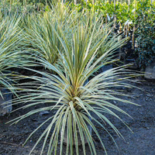 Cordyline australis 'Albertii' in a pot. Variegated spiky leaves, cream and green stripes, adding architectural interest to the garden.