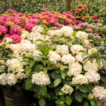 Hydrangea macrophylla ‘Agnes Pavelli’ display: white, pink, & orange blooms in pots. A colorful array of hydrangeas ready for your garden!