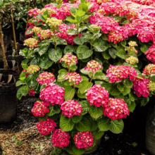 Hydrangea macrophylla 'Brilliant' plant bursting with vibrant pink and yellow flower clusters and lush green leaves.