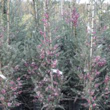 Leptospermum scoparium 'Martini' plants in black pots, showcasing delicate pink flowers and silvery-green foliage.