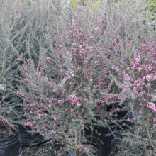 Leptospermum scoparium 'Wiri Shelley' in bloom, showcasing profuse pink flowers against silvery-green foliage, potted in a black container.