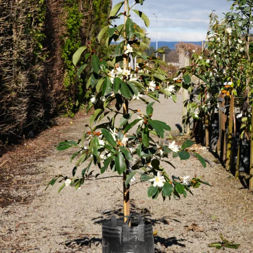 A young Michelia 'Fairy White' tree in a black Superlift pot, featuring glossy green leaves and delicate white star-shaped flowers, planted outdoors in gravel.