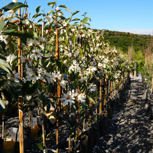 Row of young Michelia 'Fairy White' plants with abundant white blooms and green foliage, potted in black bags and lined up outdoors.