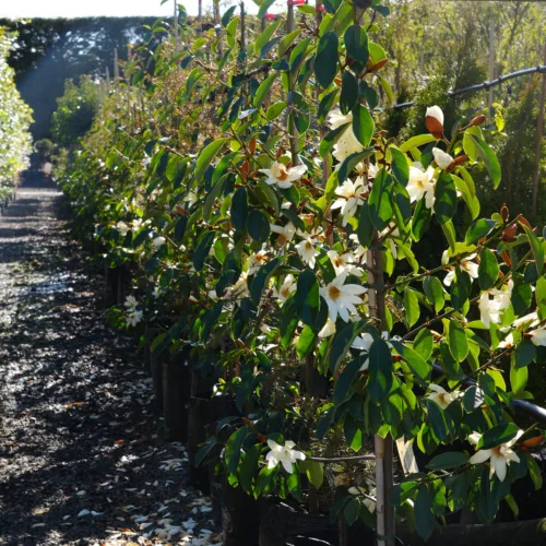 Row of tall Michelia 'Fairy White' plants with glossy green leaves and delicate white, star-shaped blooms, potted in black bags.