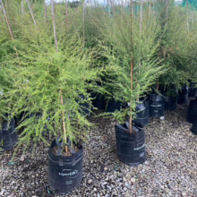 Leptospermum scoparium (Manuka) plants in black pots, supported by bamboo stakes, ready for planting