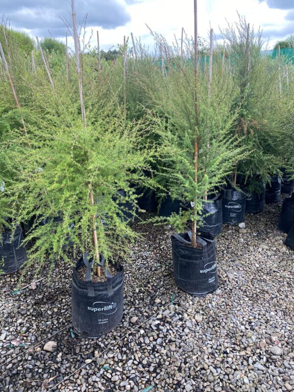 25L Leptospermum scoparium (Mānuka) January 2025 at Leafland
