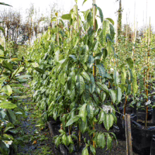 Michelia x foggii 'Bubbles' in black pots, supported by bamboo stakes. Lush green foliage in a nursery setting, ready for planting.